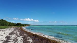 Sargasses sur Plage du spot de kitesurf de Guadeloupe