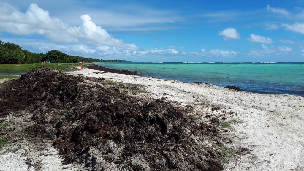 sargasses sur plage du spot de kitesurf en Guadeloupe