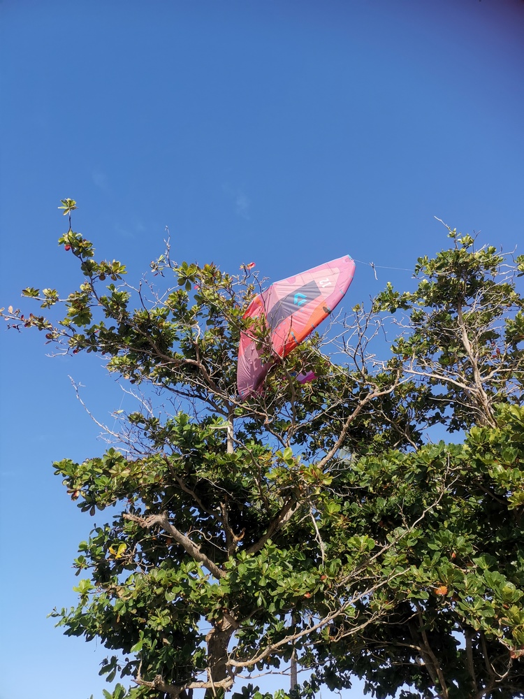 Aile de kite dans arbre